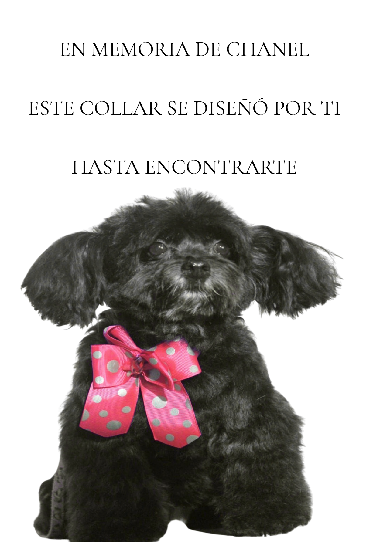 COLLAR RASTREADOR